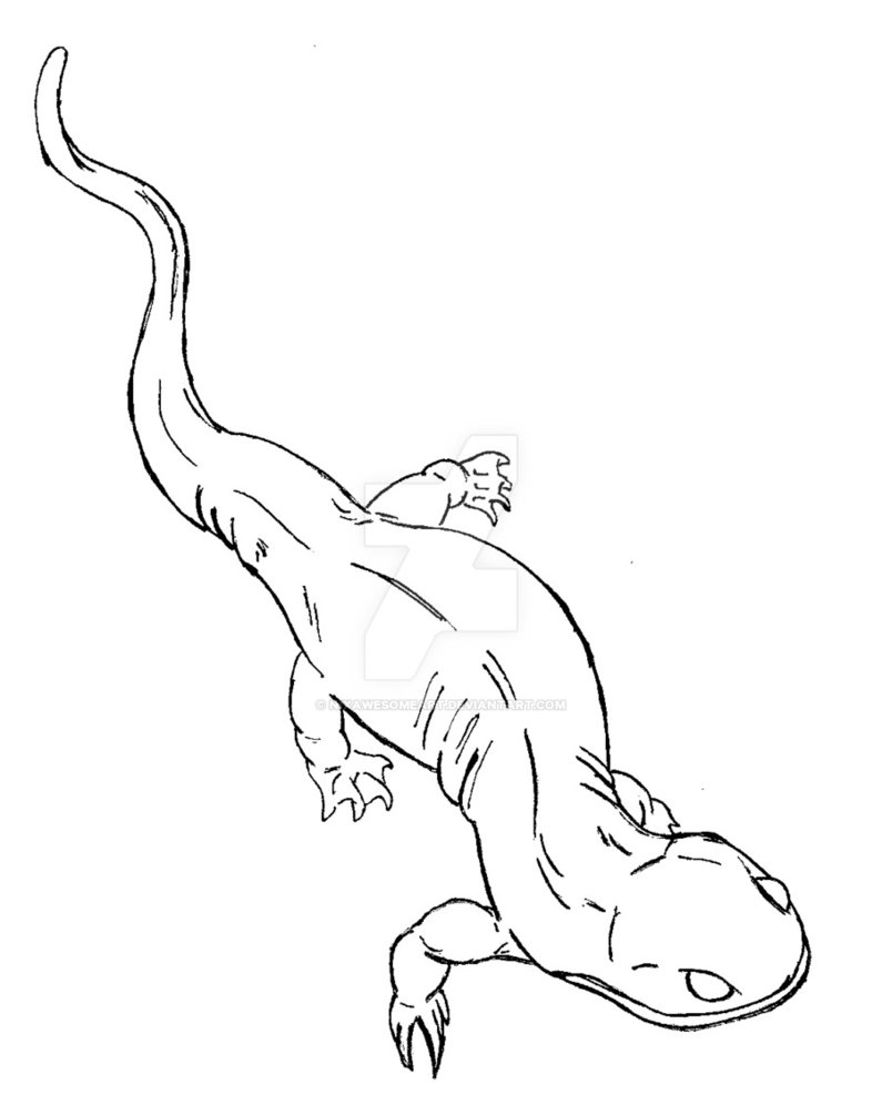 795x1005 Salamander Coloring Page