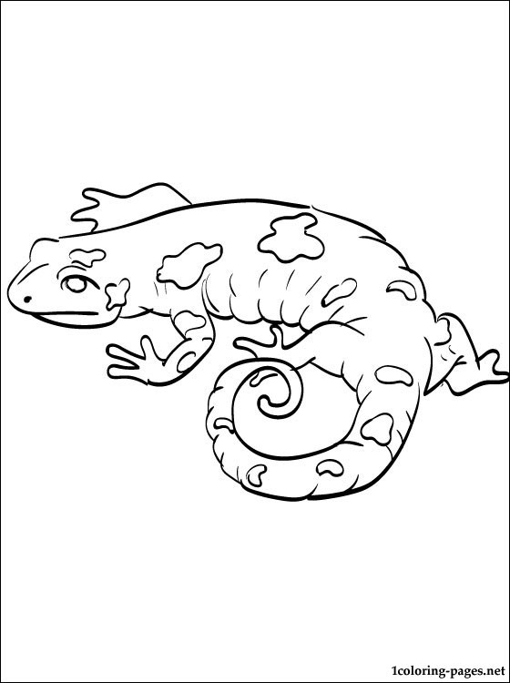 560x750 Salamander Coloring Page To Print Out Coloring Pages