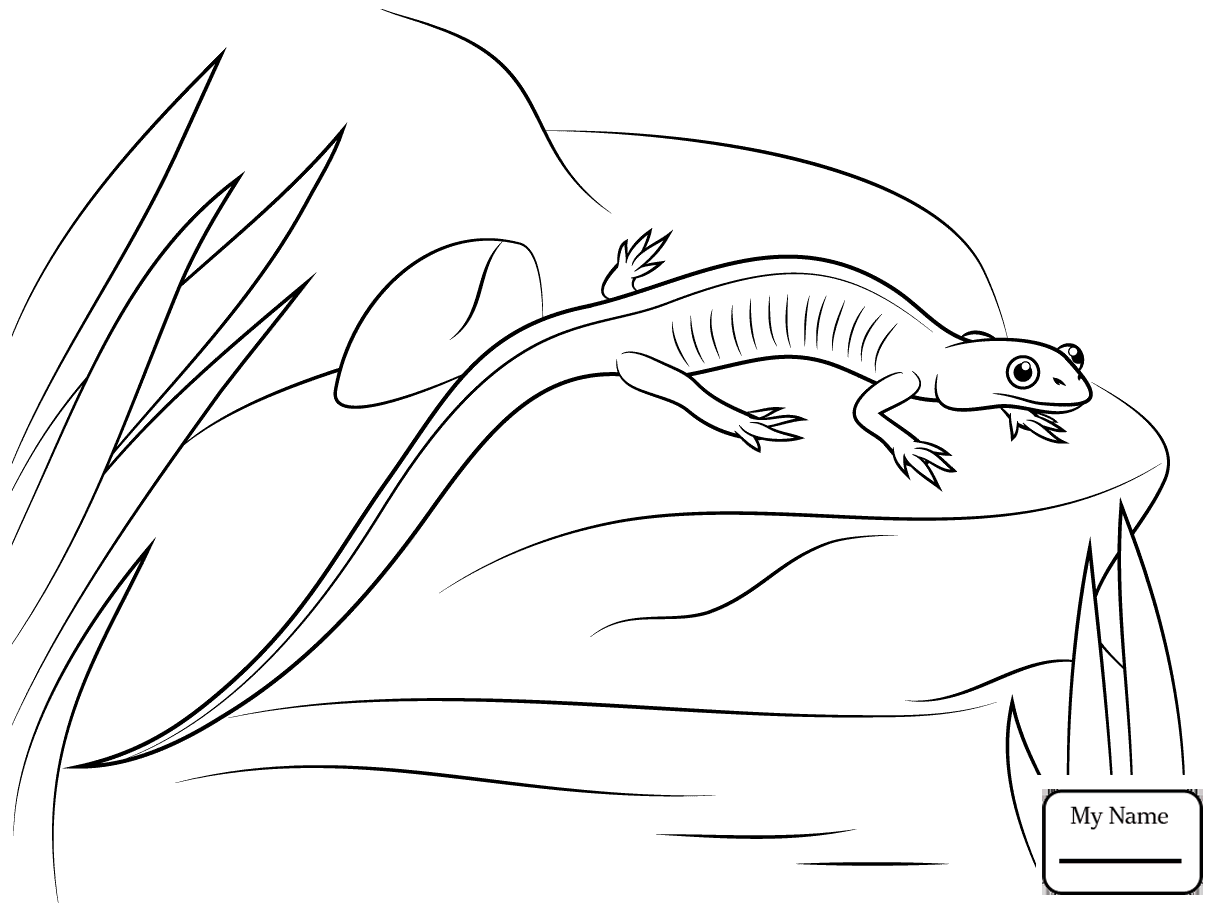1223x912 Axolotl Animal Coloring Pages Axolotl Animal Coloring Pages