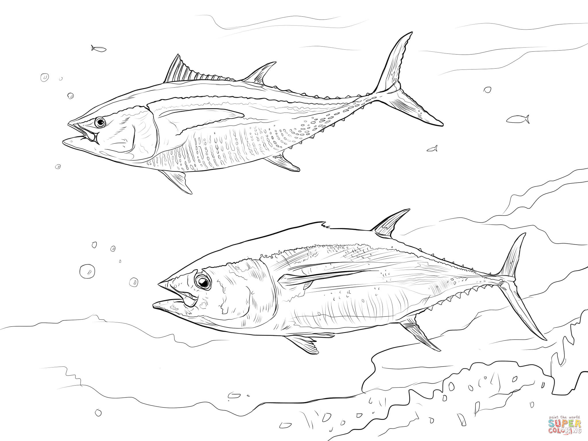2048x1536 Pacific Salmon Coloring Pages Download And Print For Free