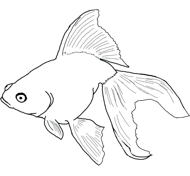 618x571 Printable Fish Coloring Pages Fish Coloring Page Funny Printable