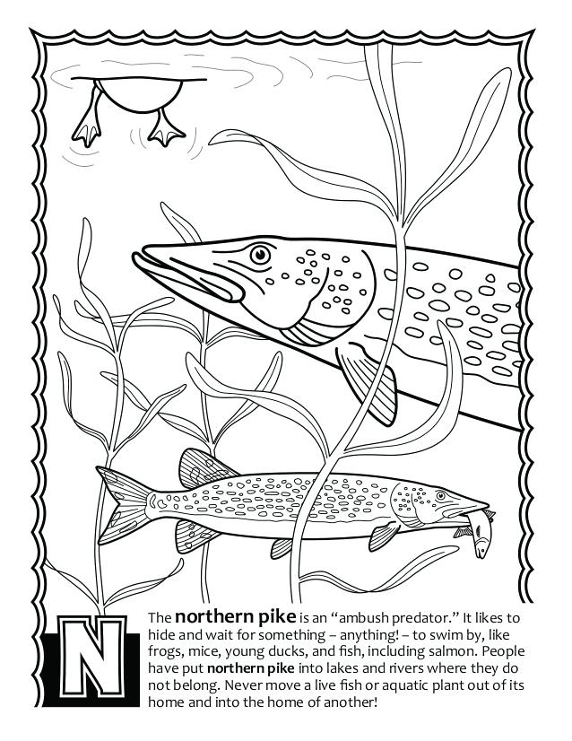 638x826 Salmon Coloring Pages Fish S Coloring Book Perch Coloring Pages
