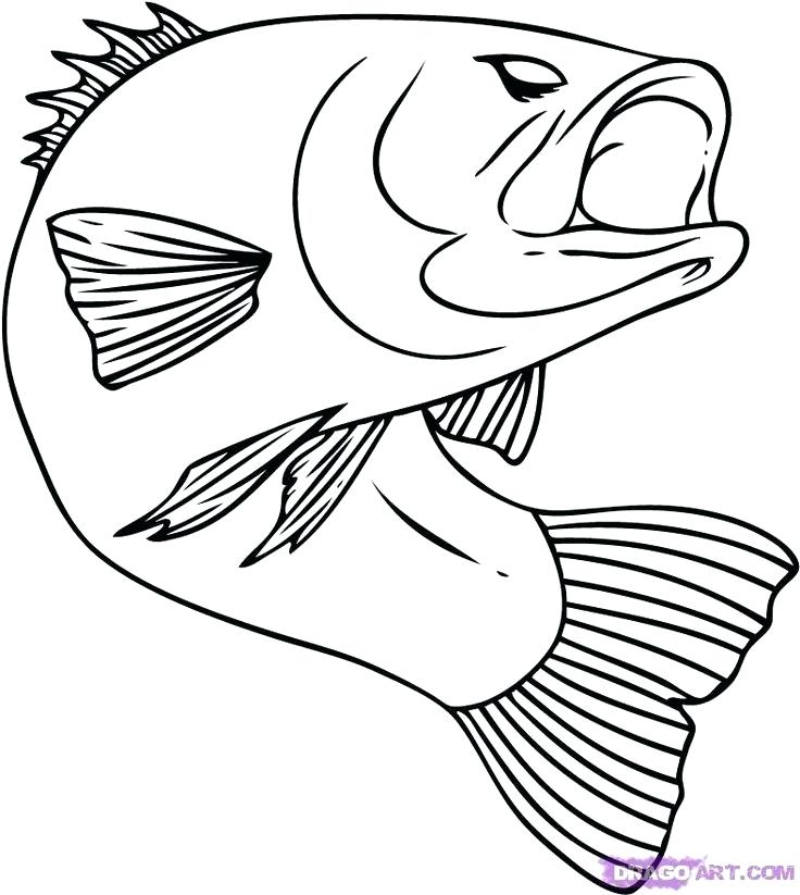736x823 Salmon Coloring Pages Free Printable Coloring Coloring Pages You