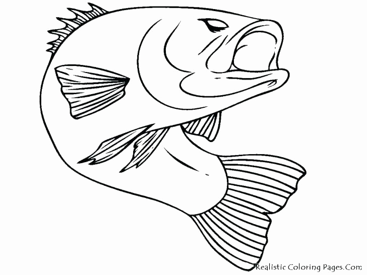 728x546 Chinook Salmon Coloring Page Collection Salmon Coloring Pages