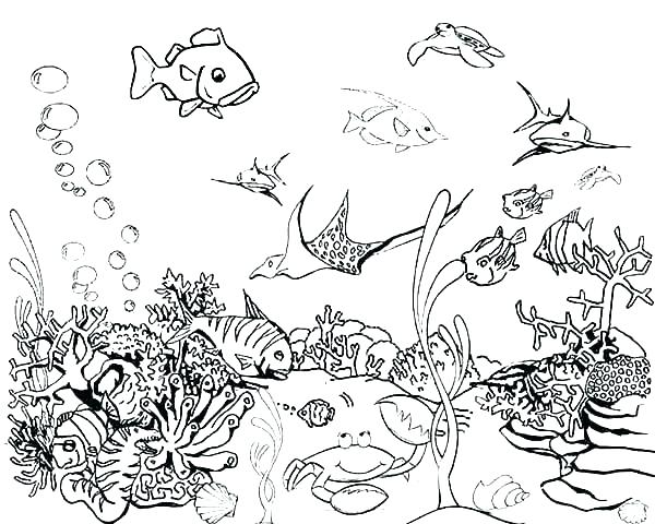 600x480 Fish Pictures To Color And Fish Coloring Pages Printable New