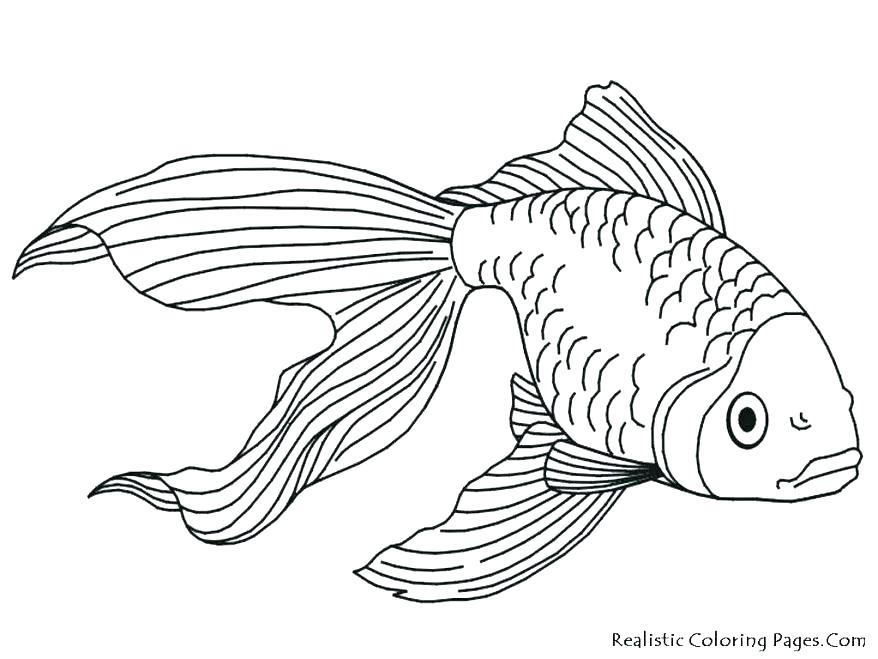 878x659 Saltwater Fish Coloring Pages Realistic Fish Coloring Pages Fish
