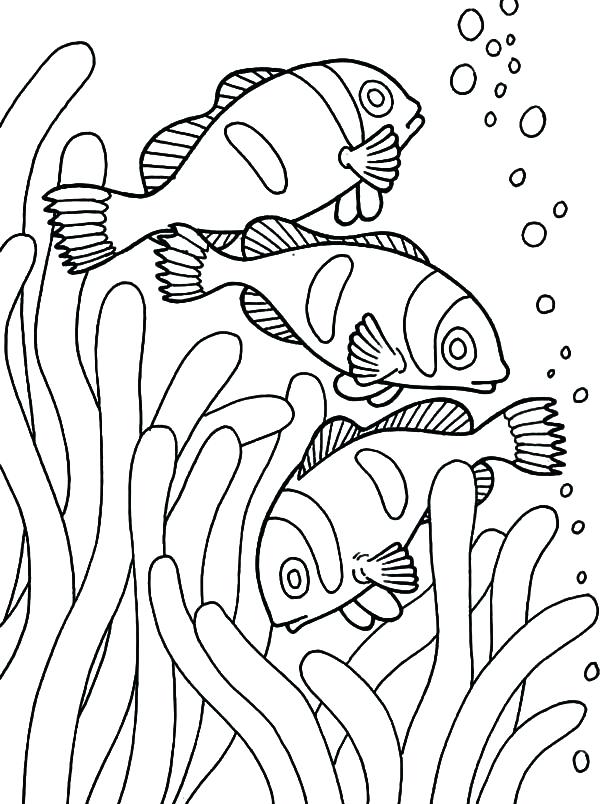 600x804 Coloring Fish Pages Clown Fish School Of Clown Fish Coloring Pages