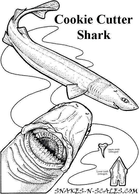 537x752 Sharks Coloring Pages Cookie Cutter Shark Coloring Page San Jose