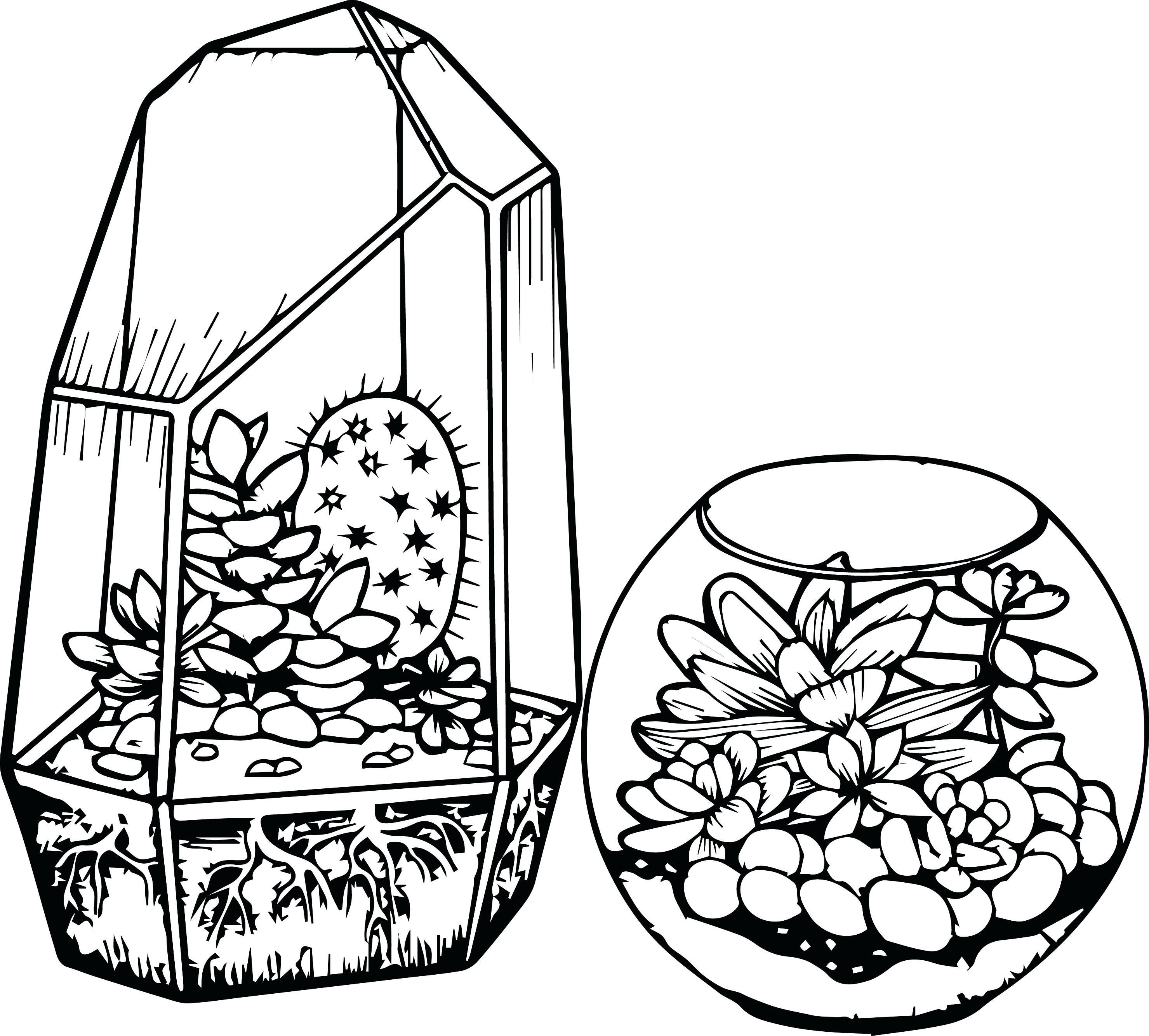 2959x2669 Cactus Coloring Page Astrophytum Asterias Or Sand Dollar Free