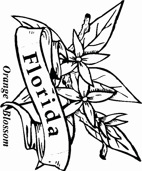 600x721 Florida State Seminoles Coloring Pages Pictures The Satanic