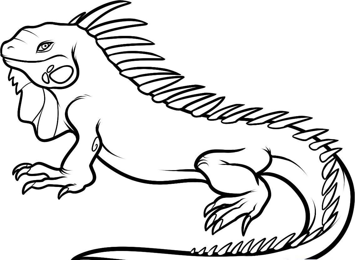 1135x833 Free Printable Iguana Coloring Pages For Kids