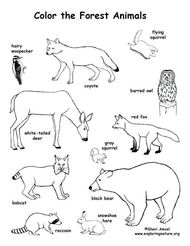 612x792 Grassland Coloring Pages Savanna Animals Coloring Pages Printable