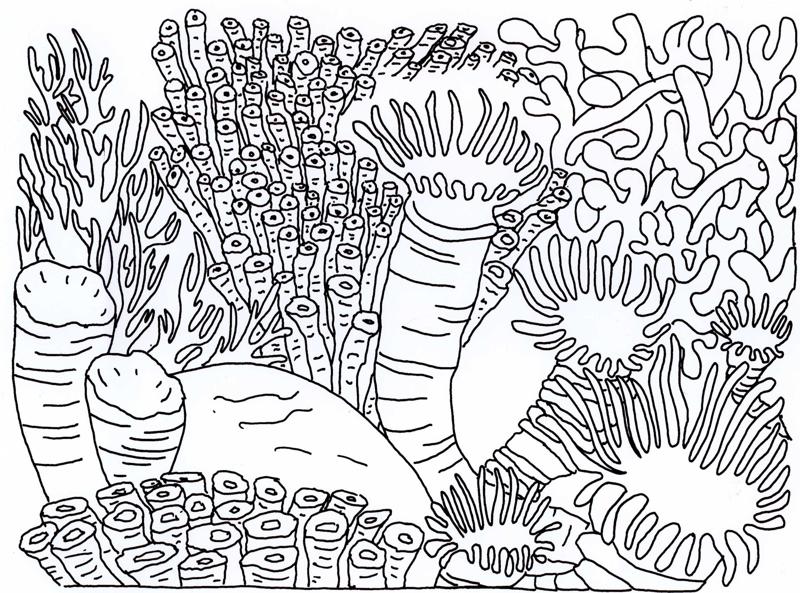 3049x2261 Proven Coloring Pages Of Coral Reefs Reef Page