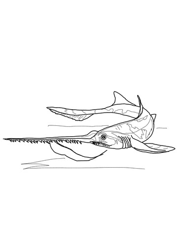 360x480 Saw Shark Drawing