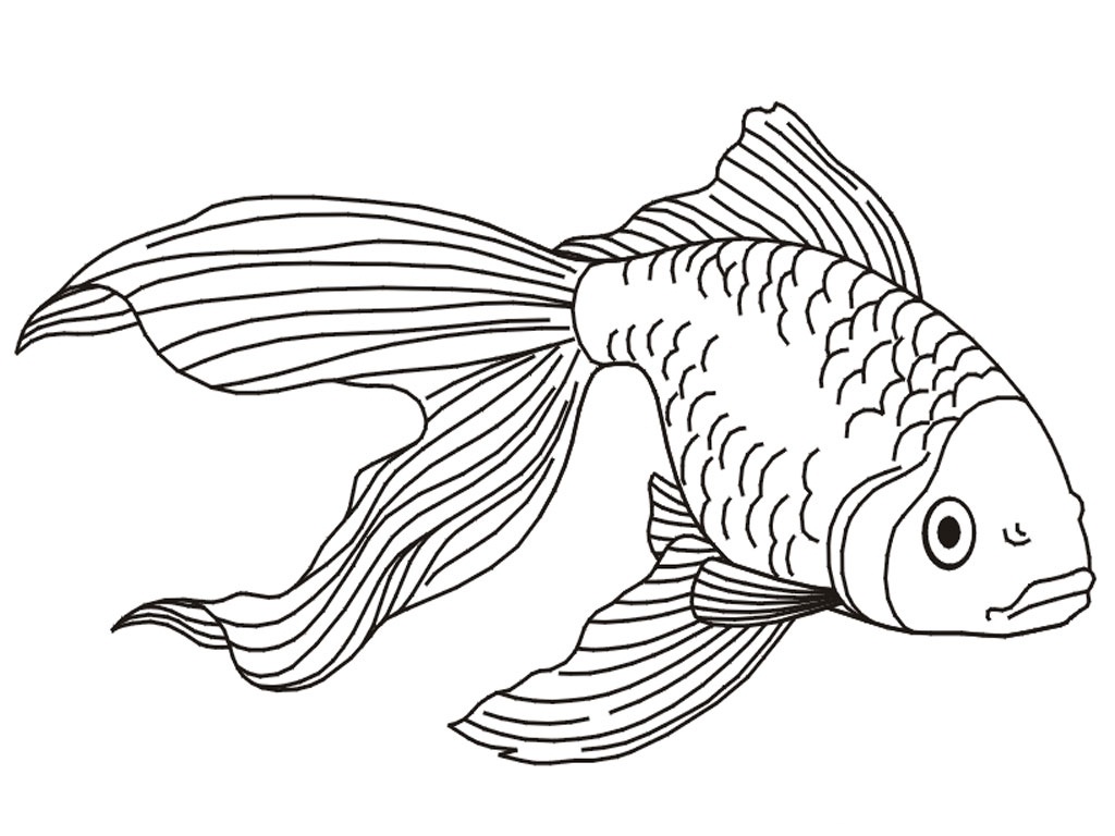 1024x768 Free Printable Goldfish Coloring Pages For Kids