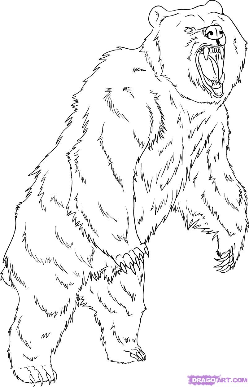 804x1249 Scary Bear Drawing