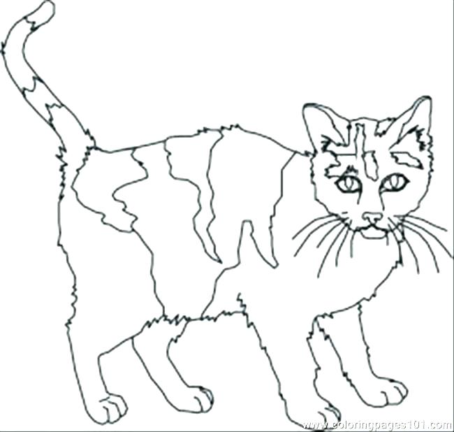 650x618 Black Cat Coloring Pages Black Cat Coloring Scared Cat Cartoon