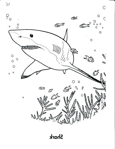 388x500 Great White Shark Coloring Pages Kids Coloring Coloring Page Great