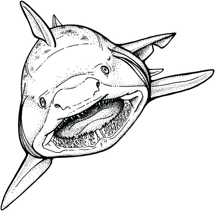 736x722 Pictures Of Sharks To Color Print Whale Shark Coloring Pages Shark