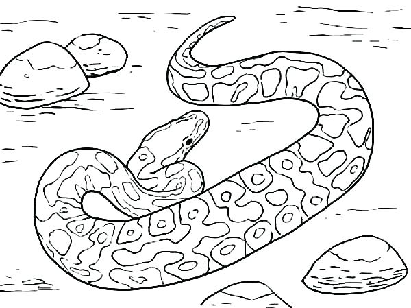 600x449 Coloring Pages Of Snakes Amazing Attractive Coloring Pages Snake