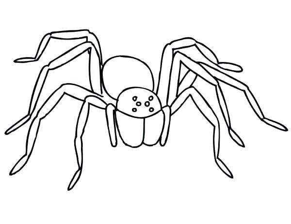 600x463 Tarantula Coloring Page Scary Costume Coloring Page Tarantula