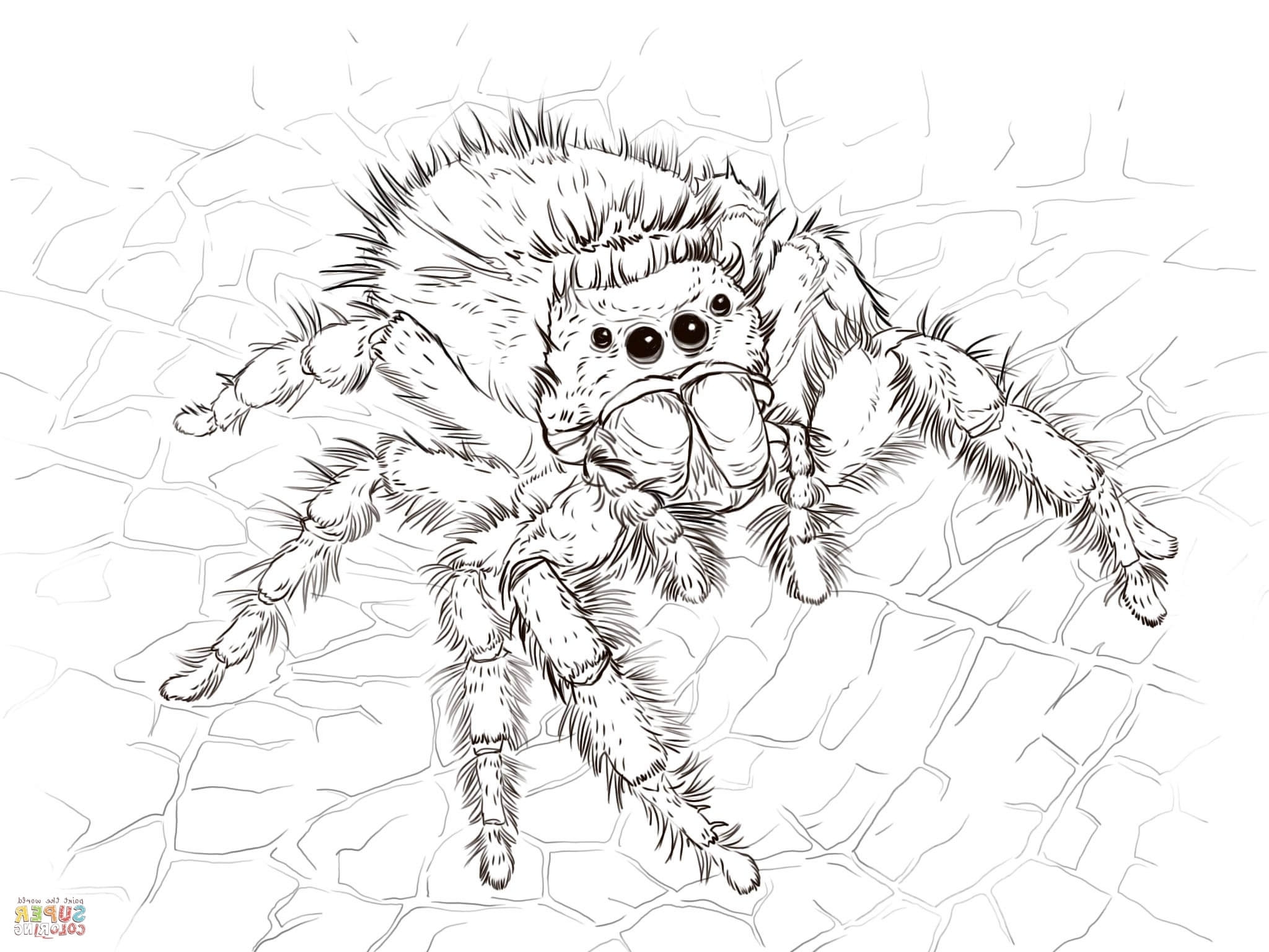 Spider Coloring Pages Realistic Coloring Pages
