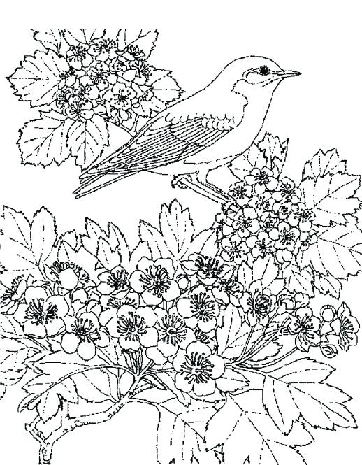 518x665 Pretty Flower Coloring Pages Scenic Coloring Pages Coloring Pages