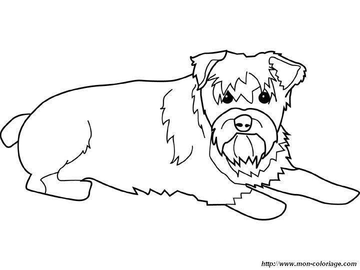 720x540 Schnauzer Coloring Pages To Print