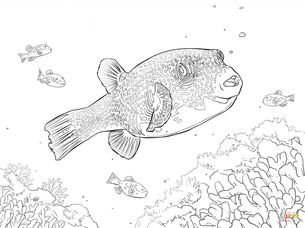1024x768 Puffer Fish Coloring Page Colouring Pages Color Excellent