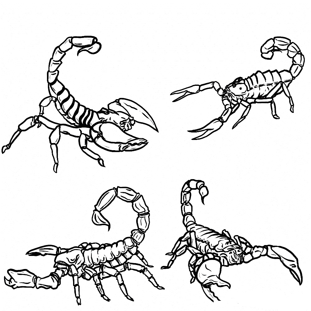 1000x1000 Scorpion Coloring Pages Printable Free Coloring Pages