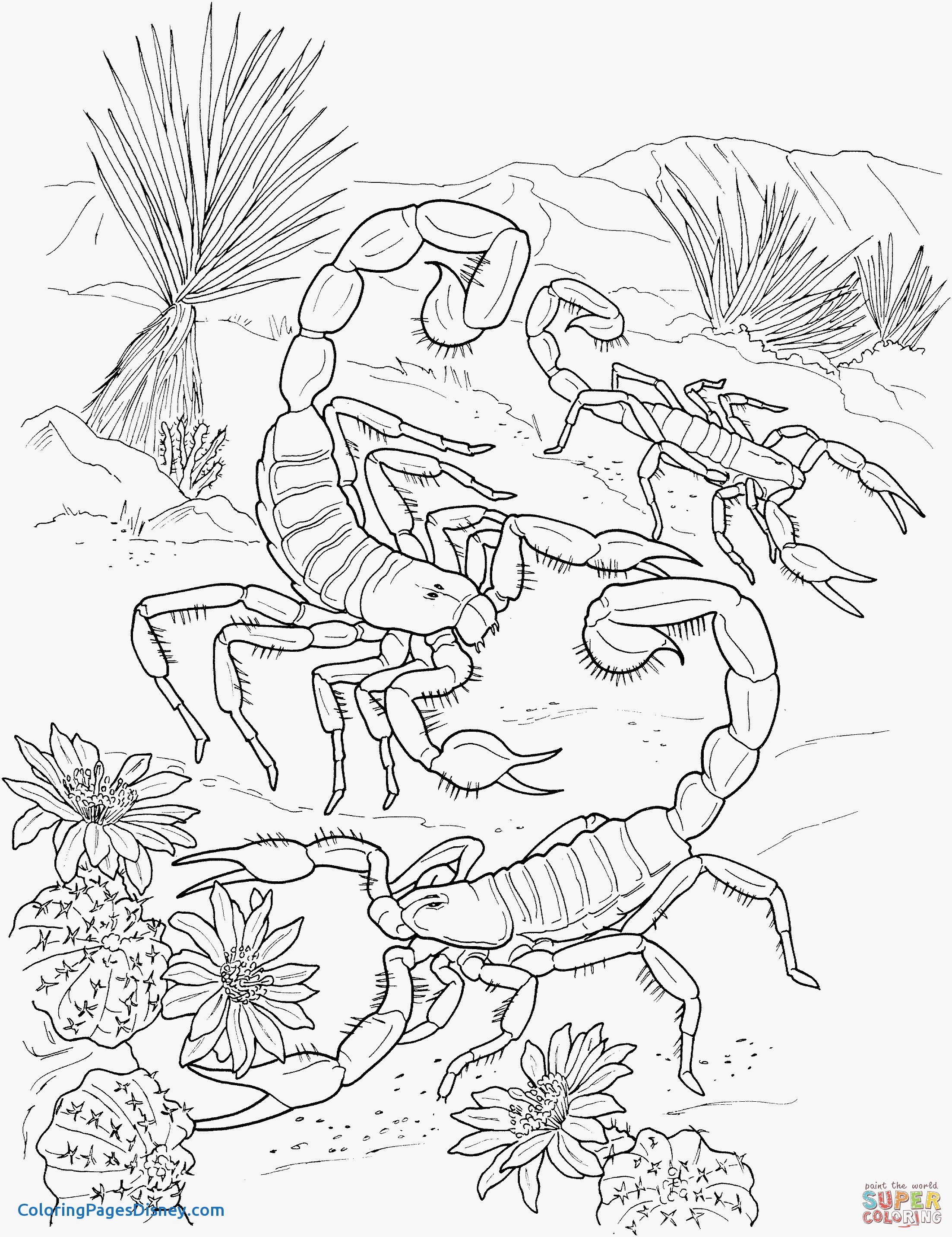 2205x2862 Scorpion Coloring Pages Elegant Desert Scorpions Coloring Page