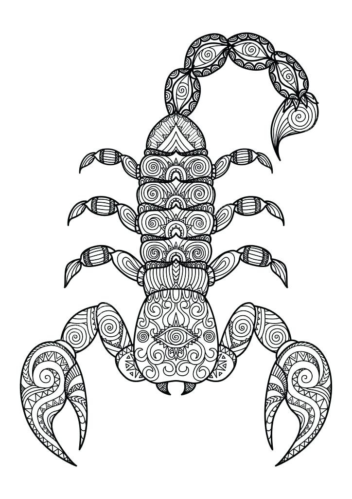 724x1024 Scorpion Coloring Printable Drawings And Coloring Pages Scorpion