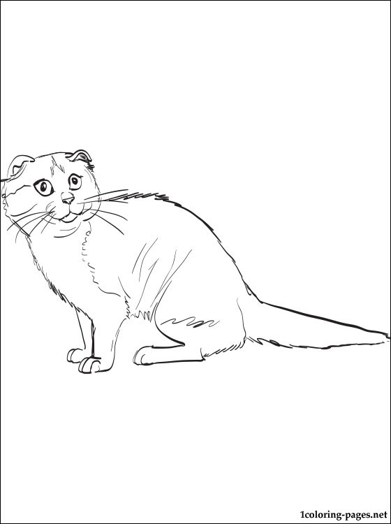 560x750 Scottish Fold Coloring Page Coloring Pages