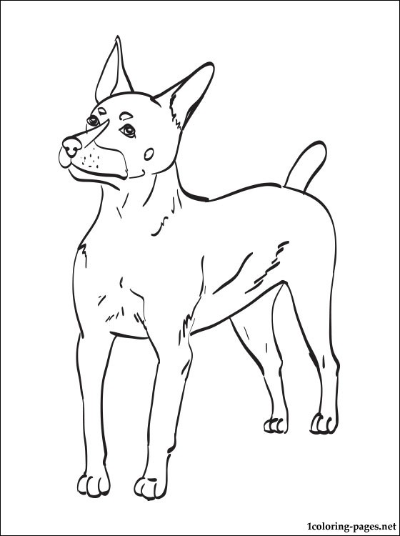560x750 Fox Terrier Coloring Pages
