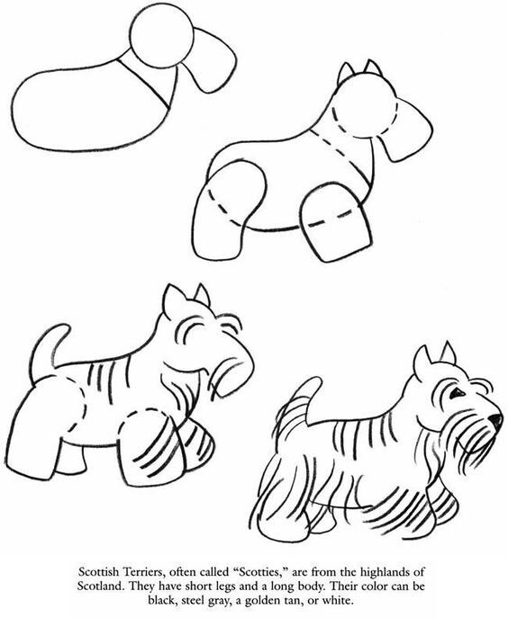 564x687 Toodle B Dog, Scottish Terrier And Westies