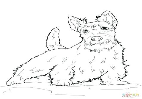 476x333 Scottish Terrier Coloring Pages Kids Coloring Terrier Coloring