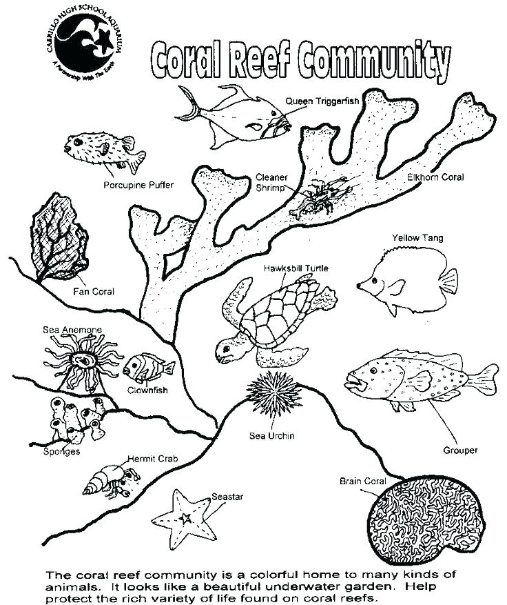 736x877 Coral Reef Coloring Page Scuba Diver Coloring Page Awesome Coral