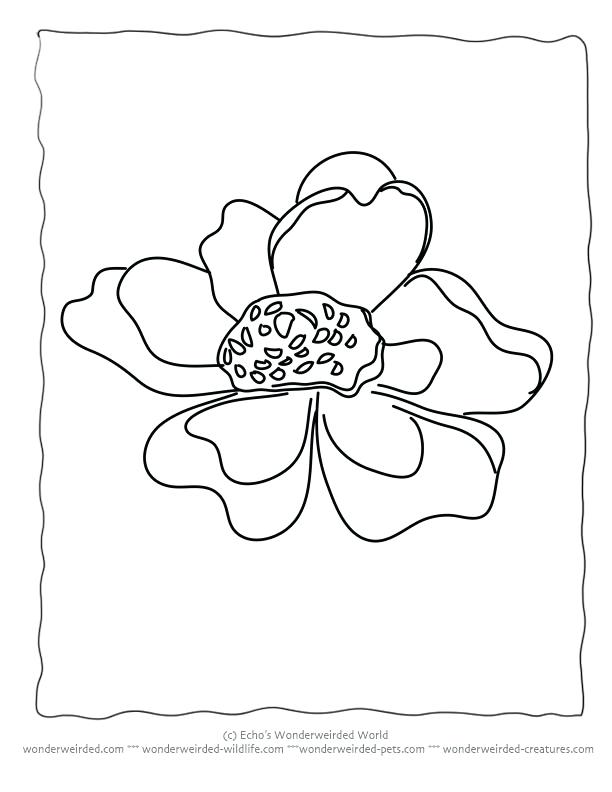 Sea Anemone Coloring Page at GetDrawings | Free download