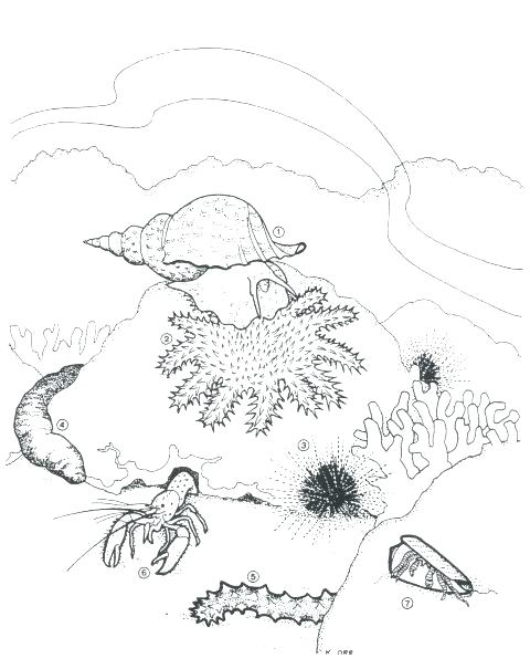 480x605 Sea Urchin Coloring Page Coloring Pages Sea Urchin Coloring Page