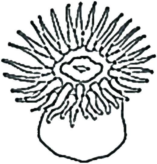520x543 Sea Urchin Coloring Page Sea Otter Coloring Page Sea Urchin