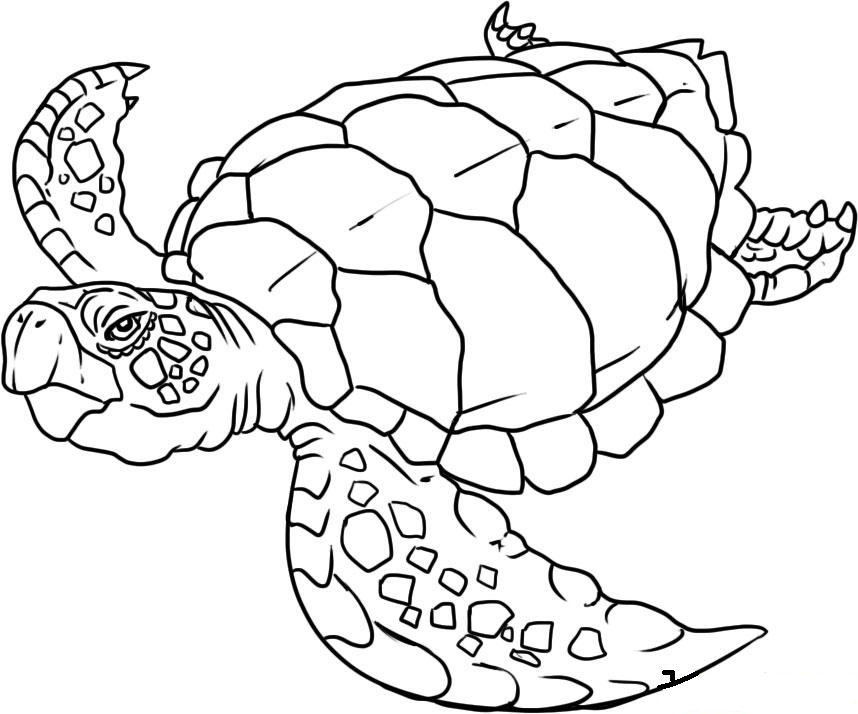 858x714 Ocean Animals Coloring Pages Sea Animals Coloring Pages Free