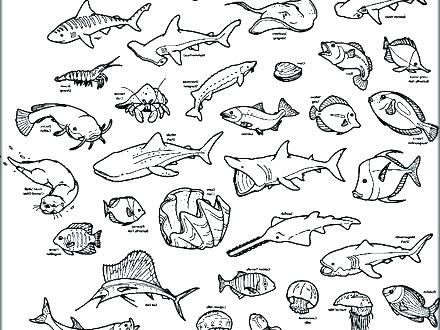 440x330 Sea Animal Coloring Pages Printable Free