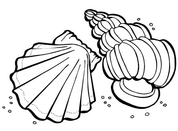600x442 Two Sea Shells Sea Animals Coloring Page