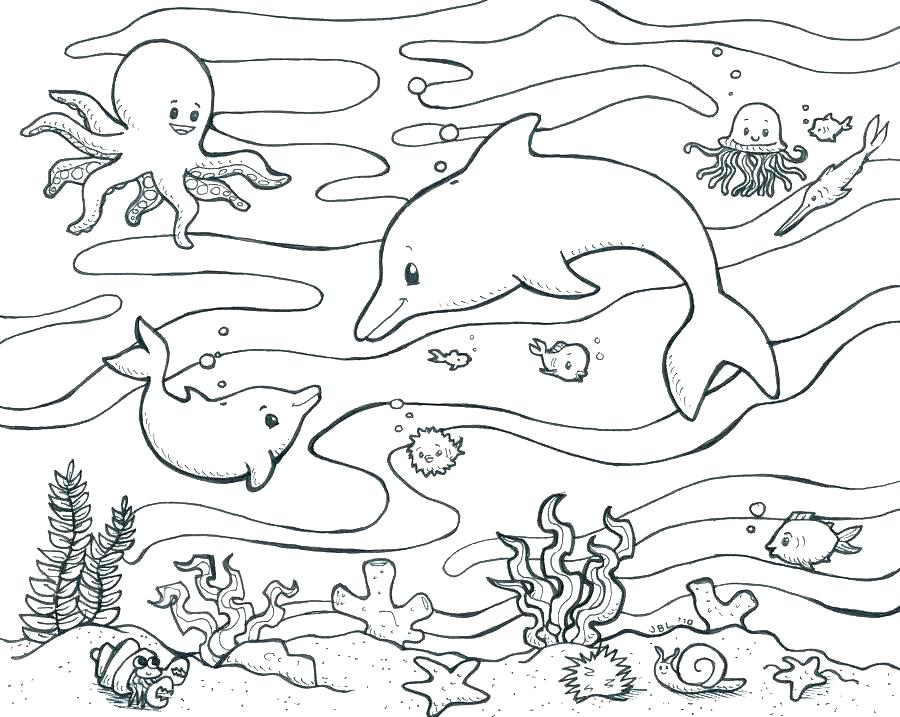 900x717 Sea Lion Coloring Page