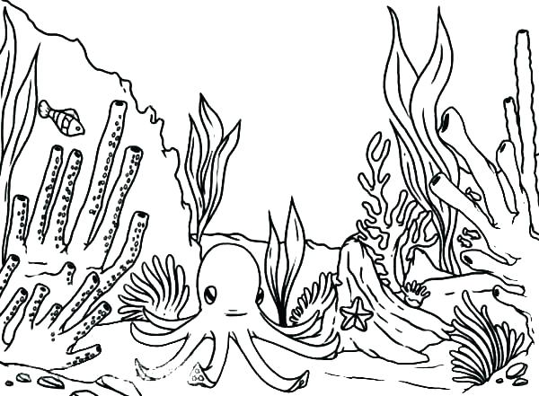 600x441 Coral Reef Coloring Page Coloring Pages Of Coral Reefs Coral