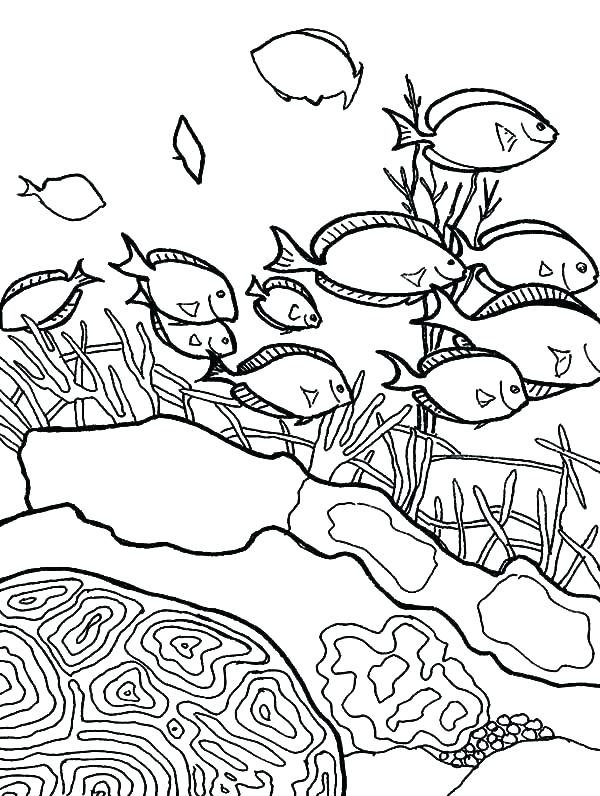 600x796 Ocean Habitat Coloring Pages Ocean Coloring Page Coloring Page