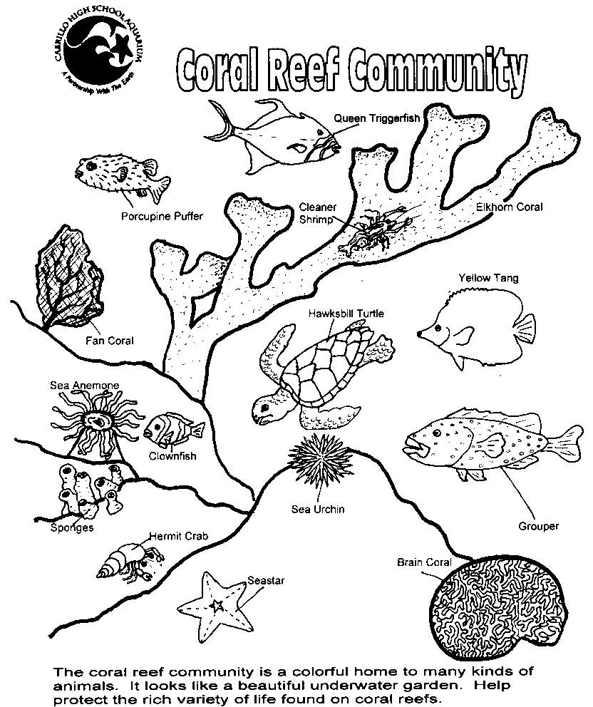 832x992 Sea Plants Coloring Pages Acpra