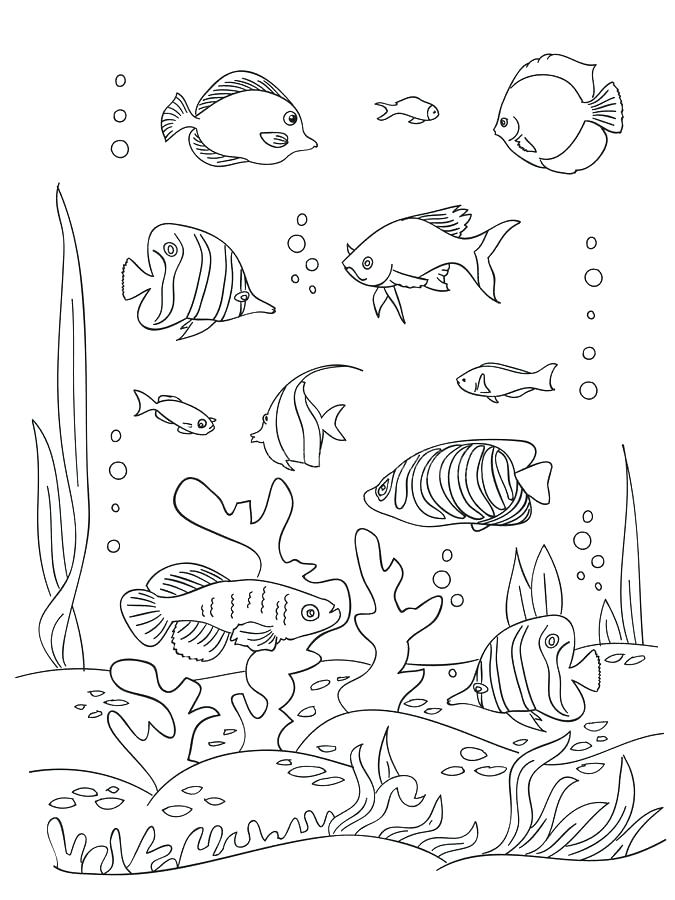675x900 Seaweed Coloring Pages