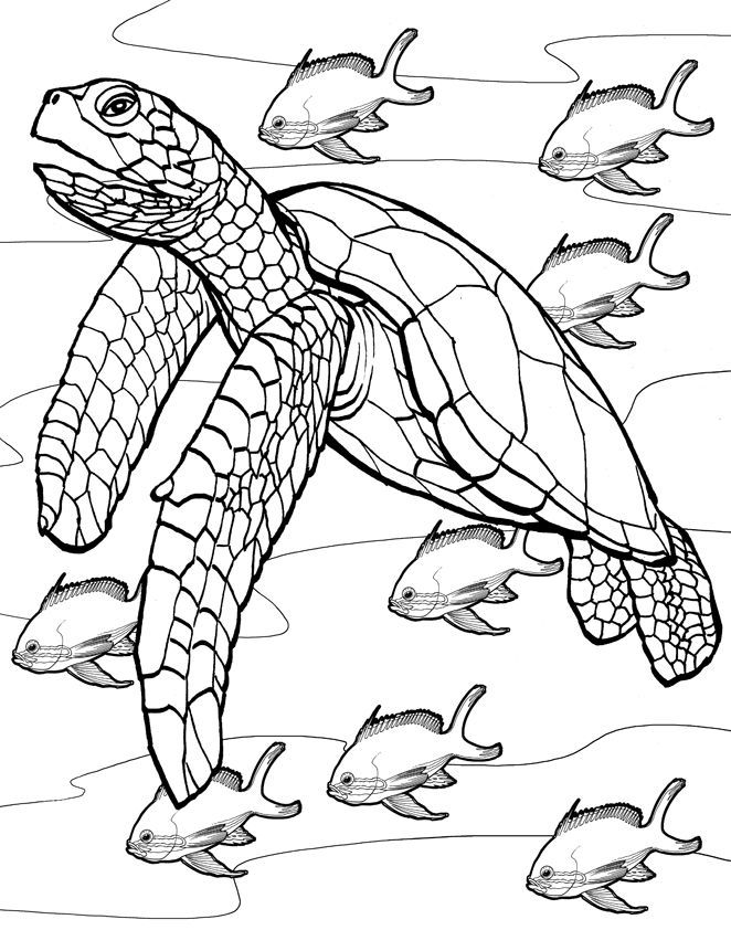 662x842 Coloring Pages Coral Reef Coloring Books And Illustrators