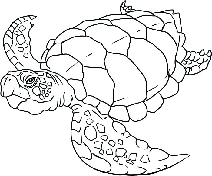 700x583 Sea Animal Coloring Pages Underwater Animals Coloring Pages Ocean